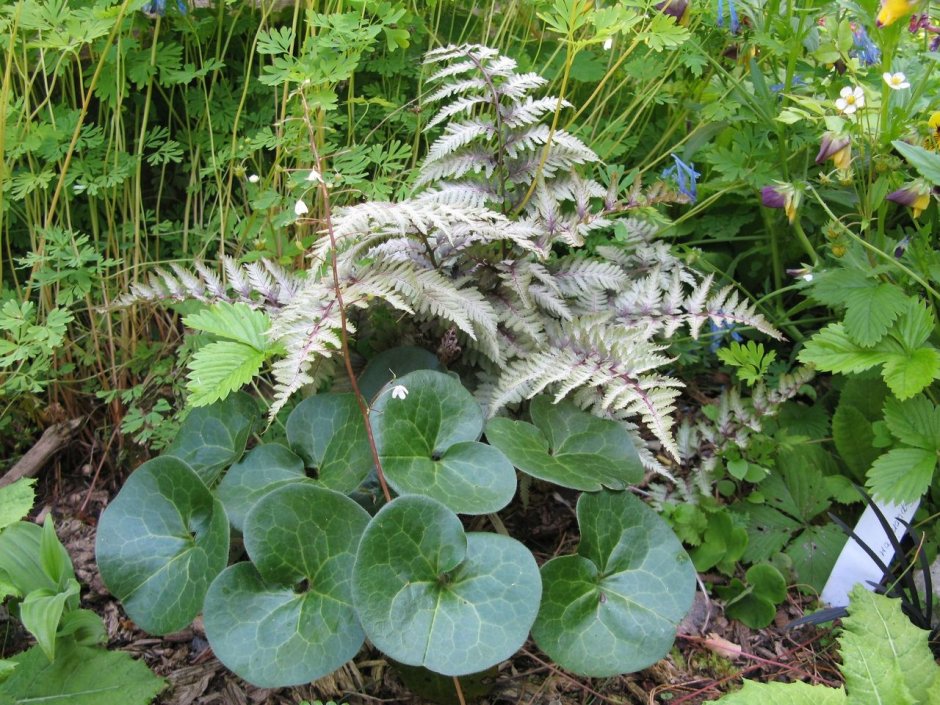 Athyrium niponicum Silver Falls