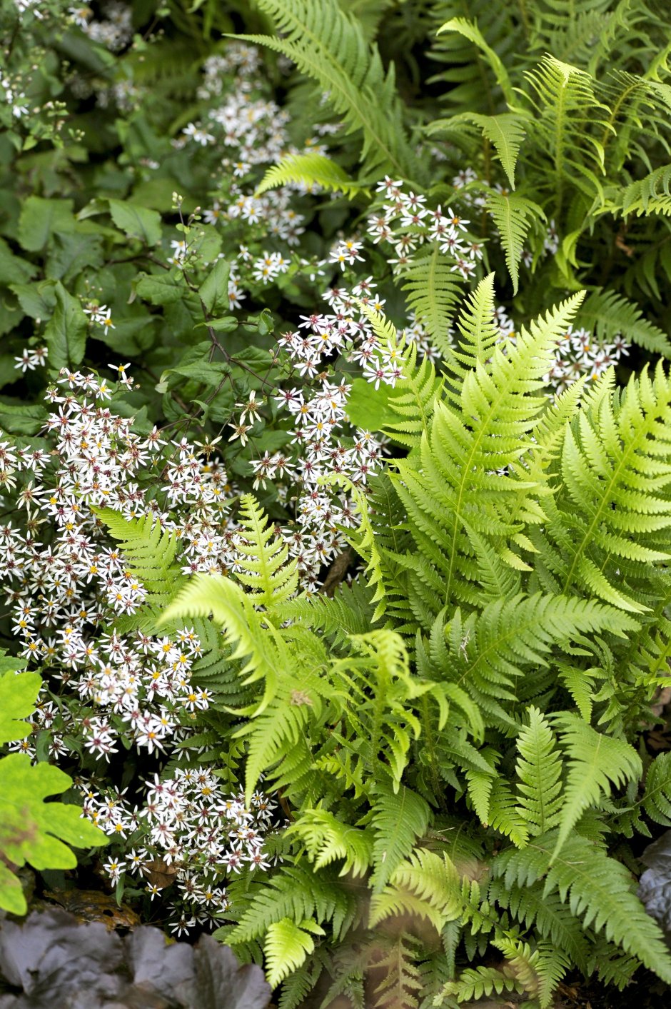 Кочедыжник ниппонский (папоротник) "Metallicum" (Athyrium niponicum)