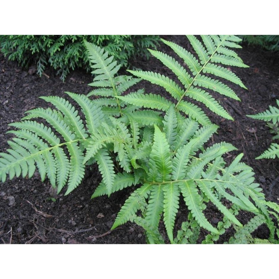 Anisocampium niponicum
