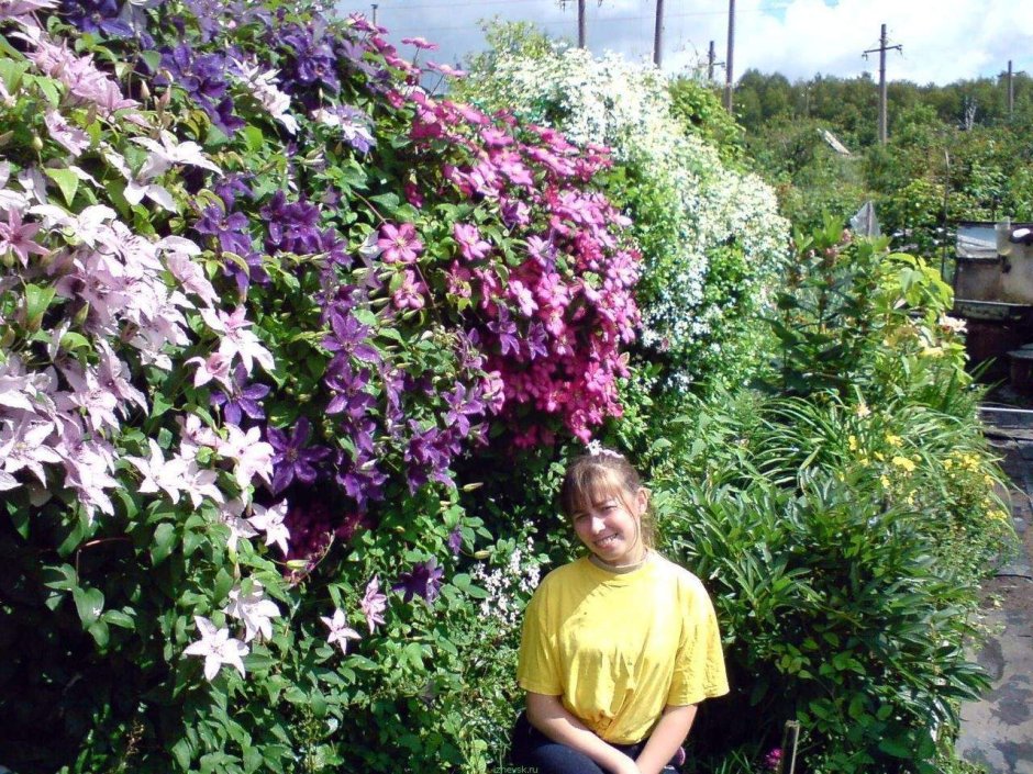 Клематис княжик изгородь