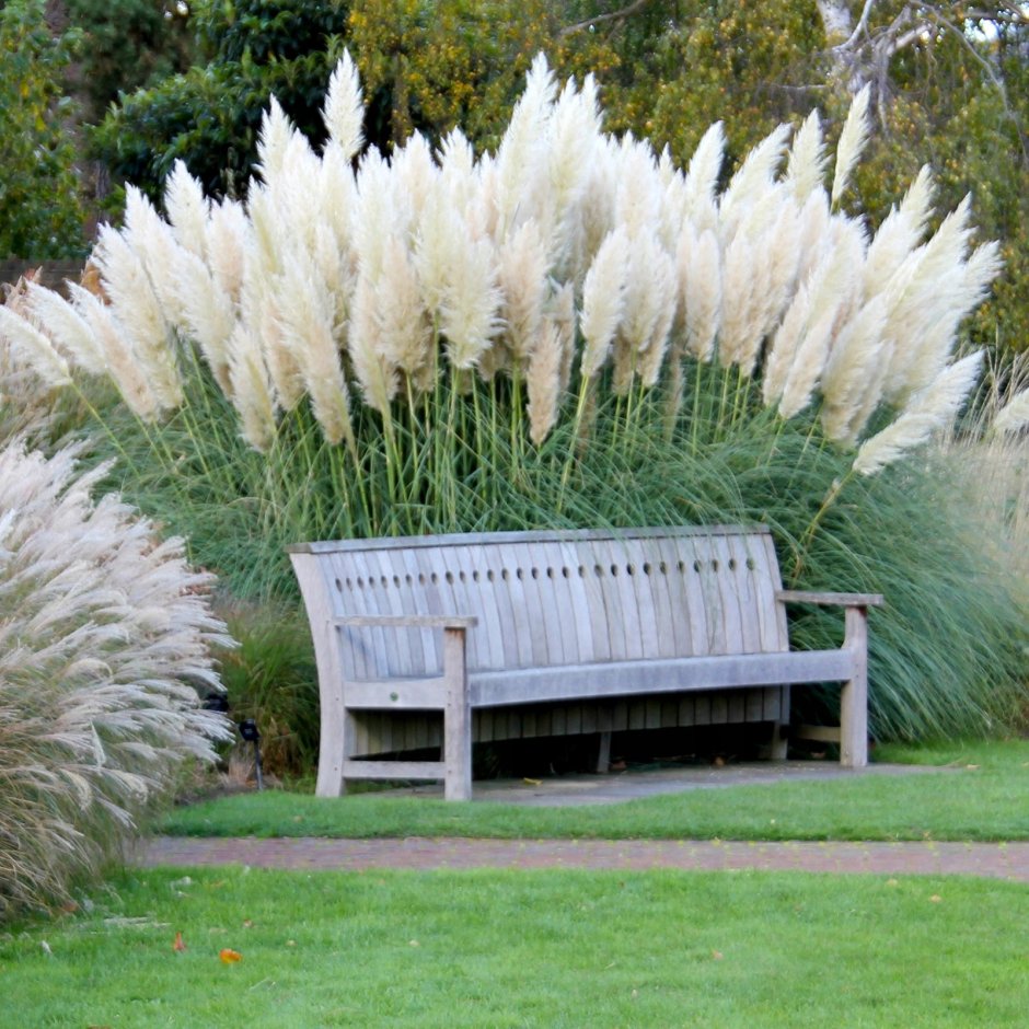 Фото пампасная трава в ландшафтном дизайне сада