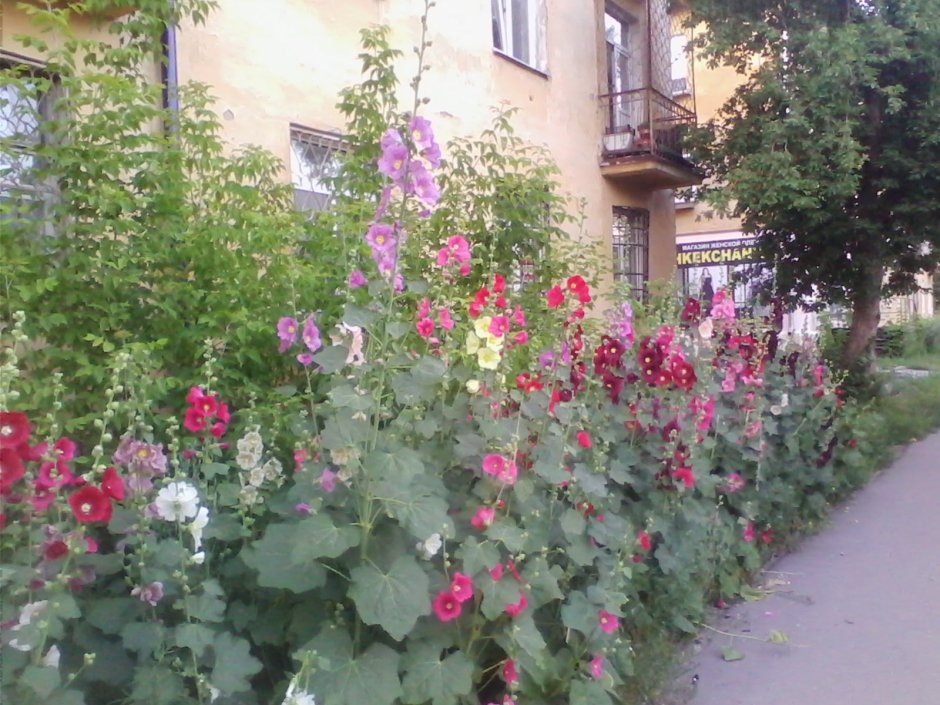 Мальва в ландшафте