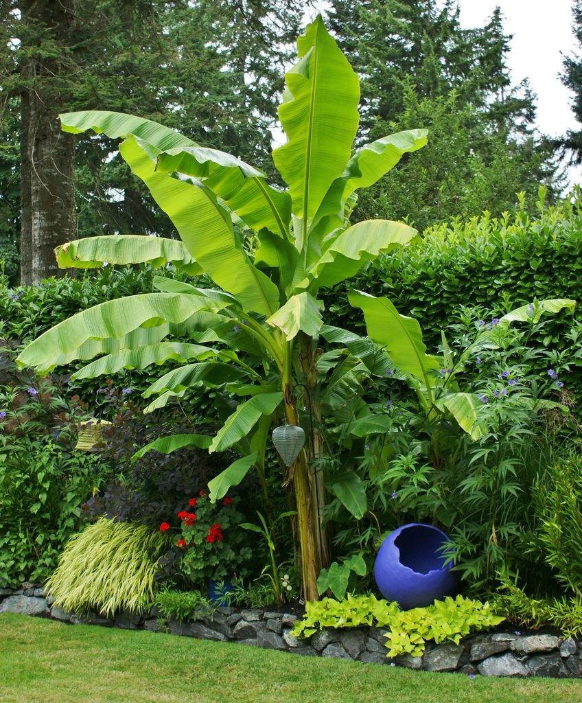 Пальма ornamental Banana (Musa Ornata)