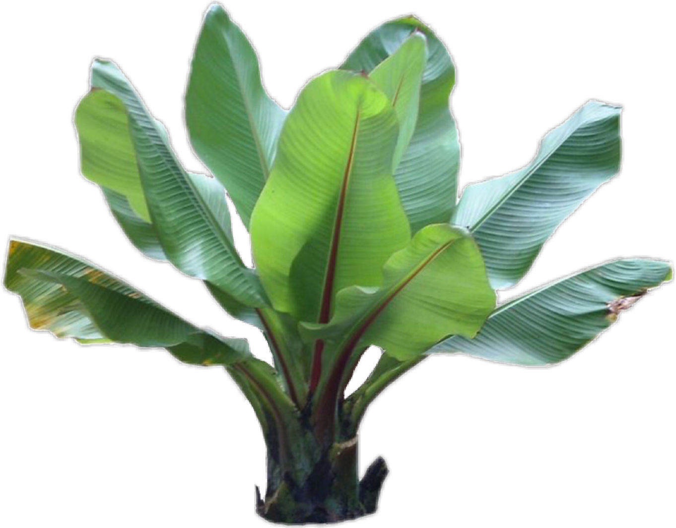 Tropical plant. Тропические растения. Тропические листья. Листья экзотических растений. Тропическические растения.