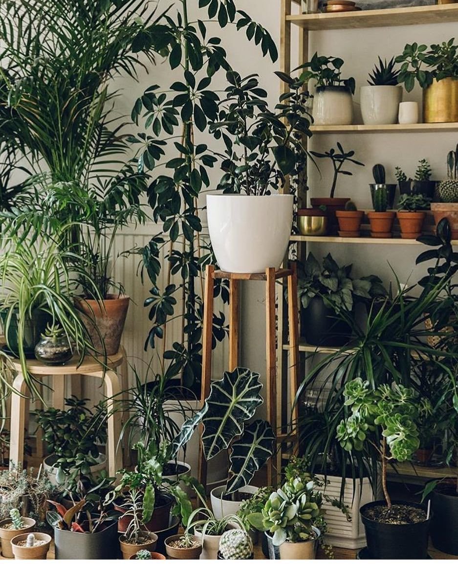 Уголок с комнатными растениями в квартире