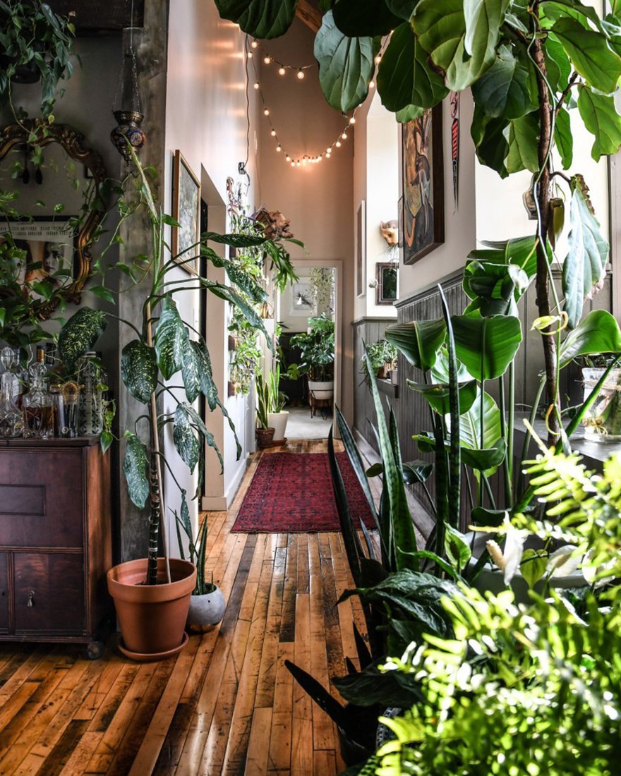 Озеленение квартиры комнатными растениями