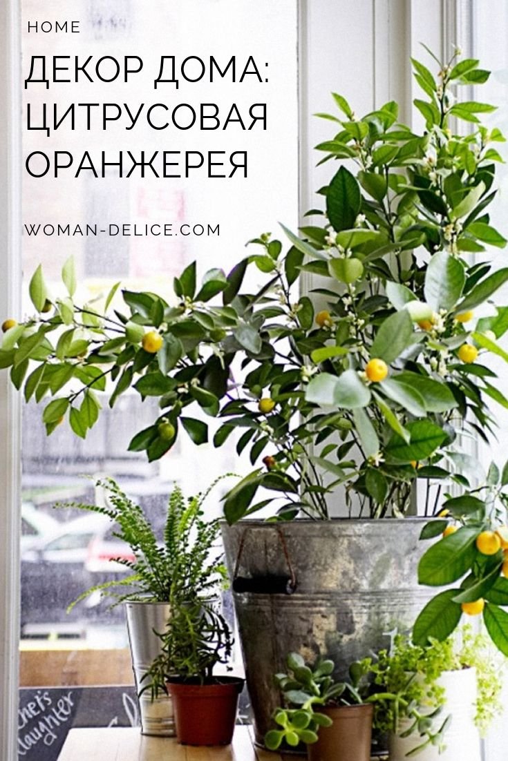 Лимонное дерево на подоконнике