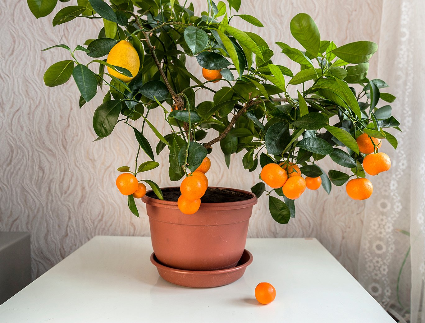 Мандариновое дерево как ухаживать в домашних. Мандарин каламондин. Цитрофортунелла мандарин. Бонсай цитрус каламондин. Каламондин (цитрофортунелла) апельсин.