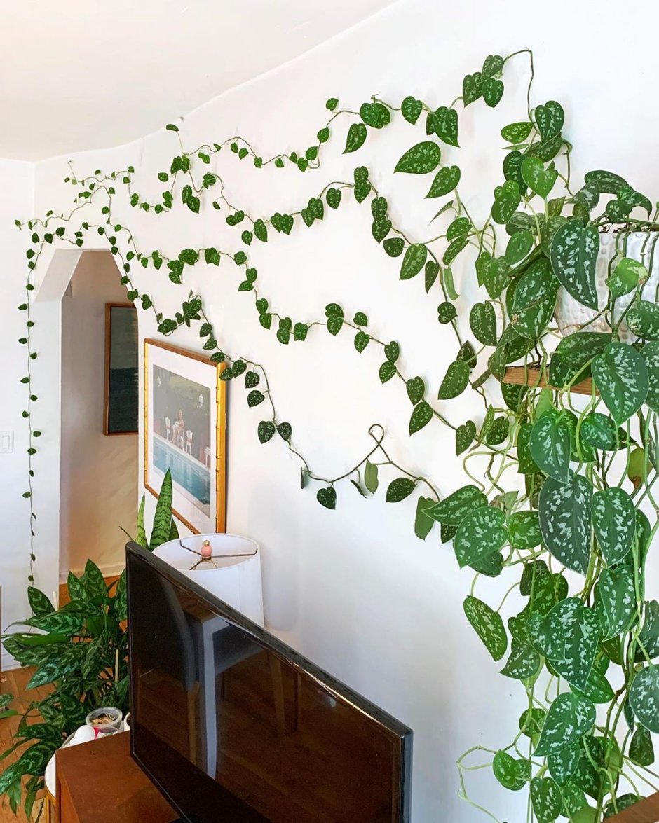Как украсить стену лианами