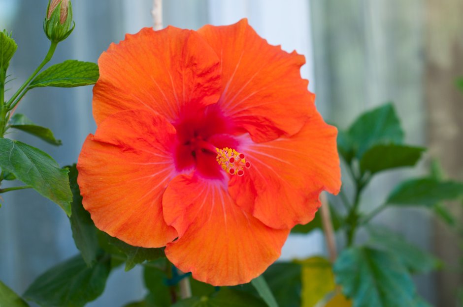 Гибискус красный немахровый