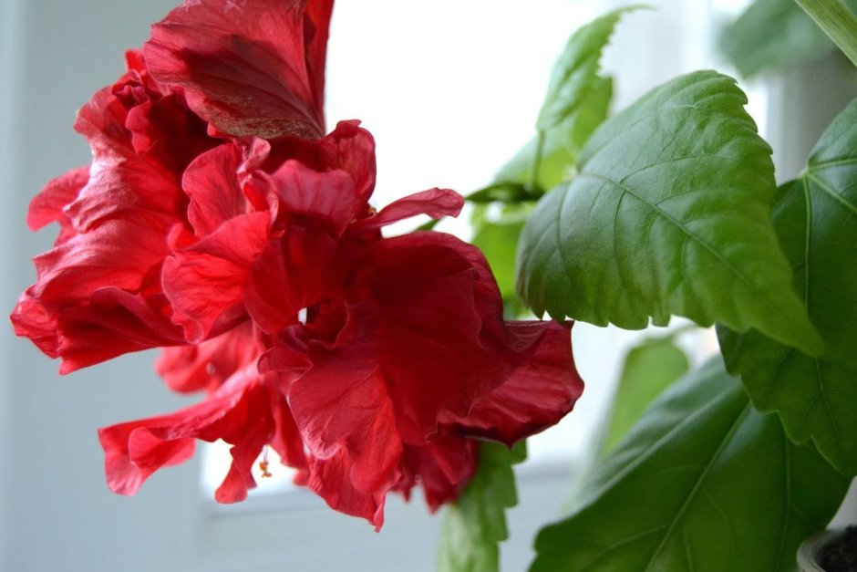 Гибискус комнатный