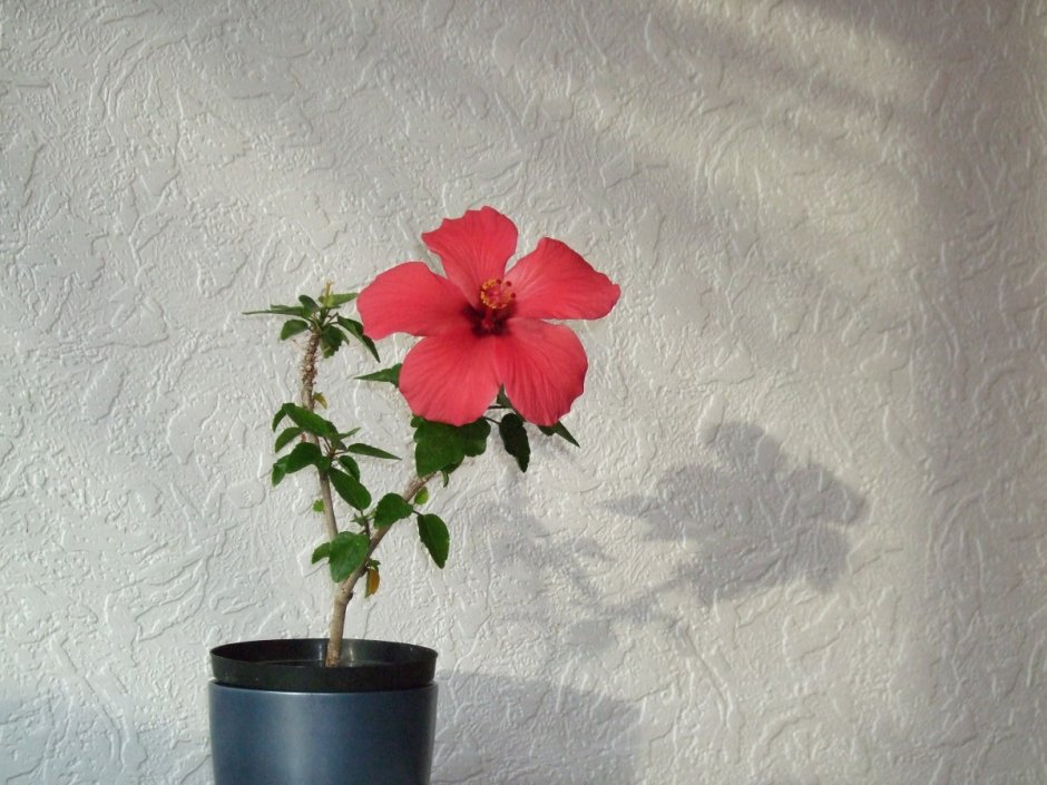 Гибискус домашний цветок
