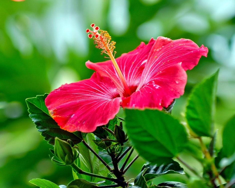 Гибискус китайская роза Curacao