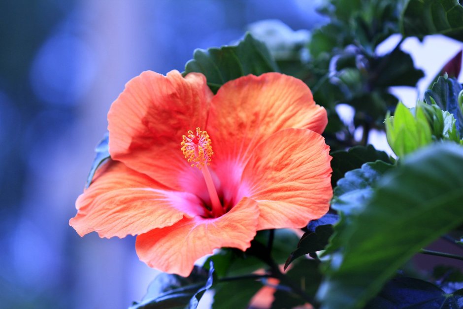 Гибискус комнатный цветок