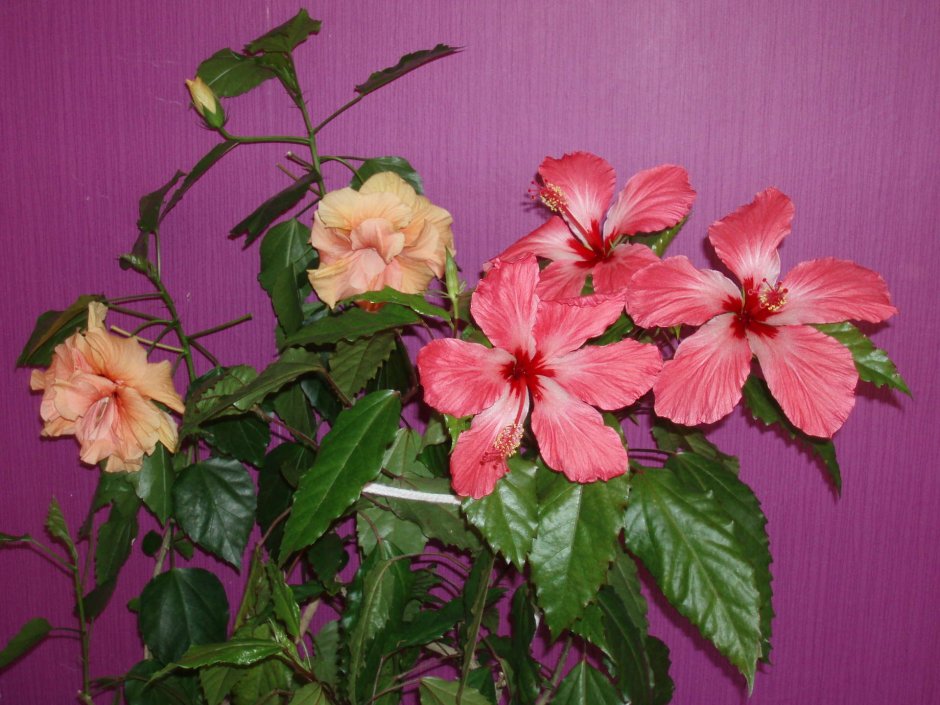 Роза гибискус