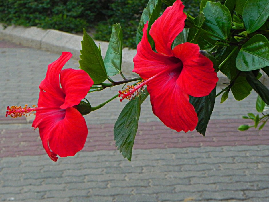 Гибискус Seminole Princess