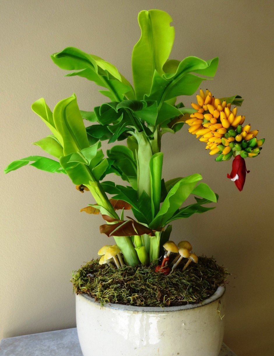 Комнатное растение похожее на банановое дерево
