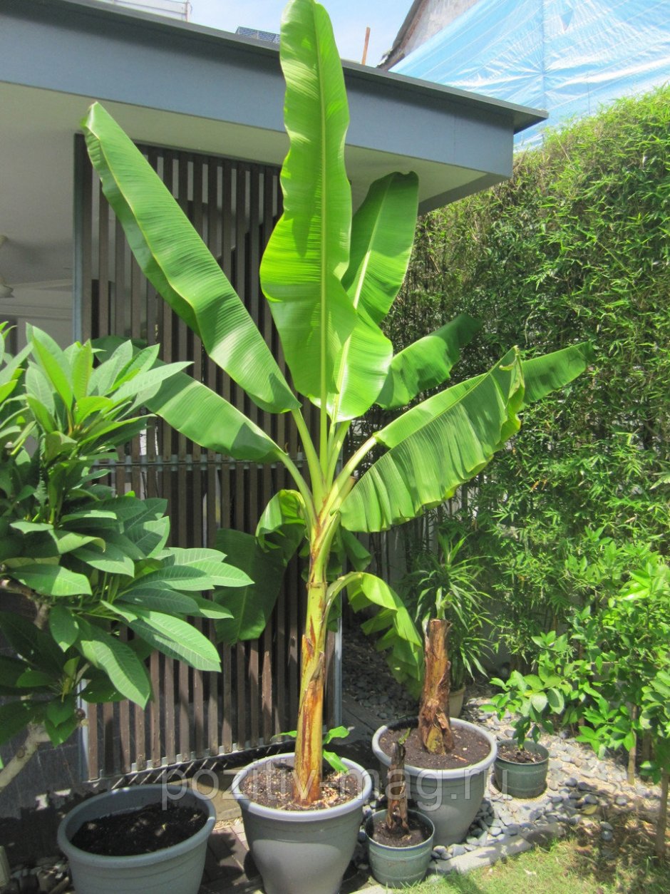 Банан Тропикана