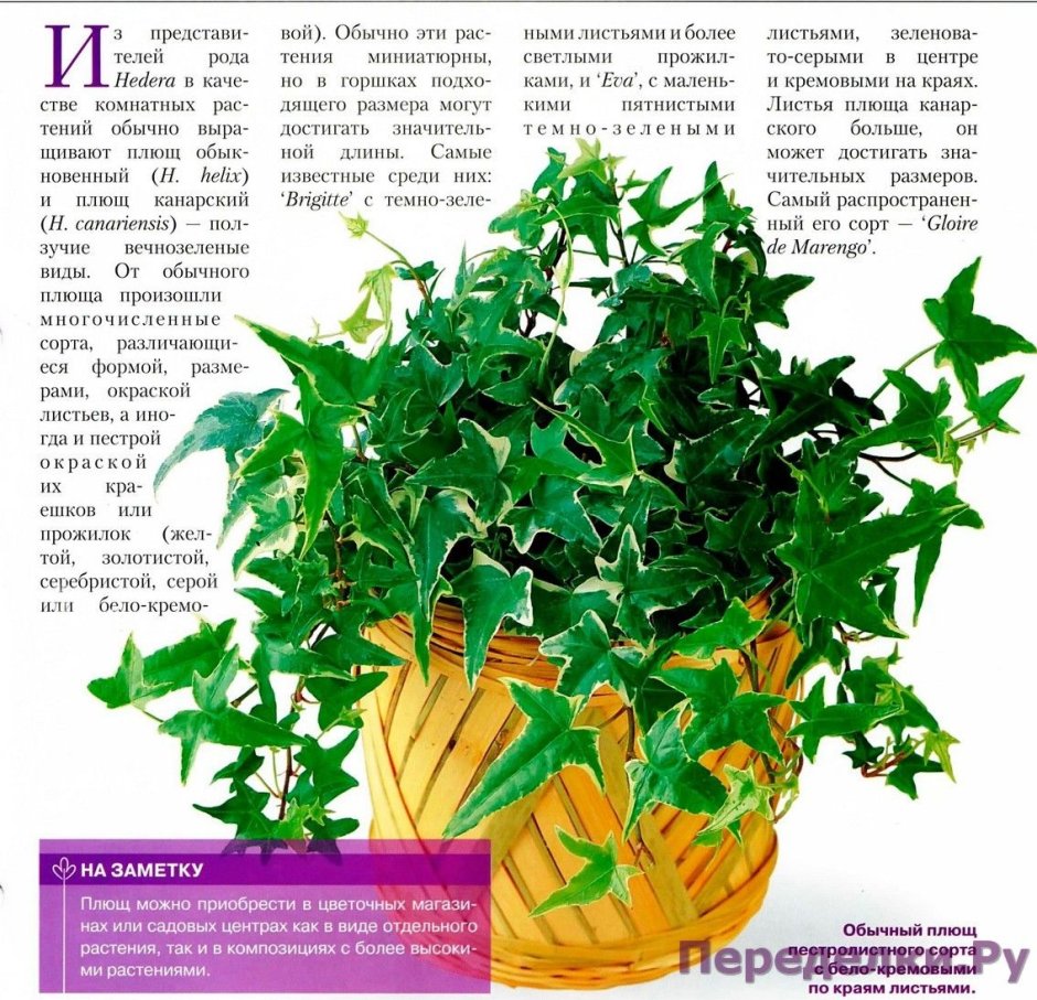 Плющ комнатный характеристика