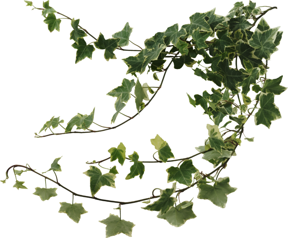 Плющ колхидский Hedera colchica