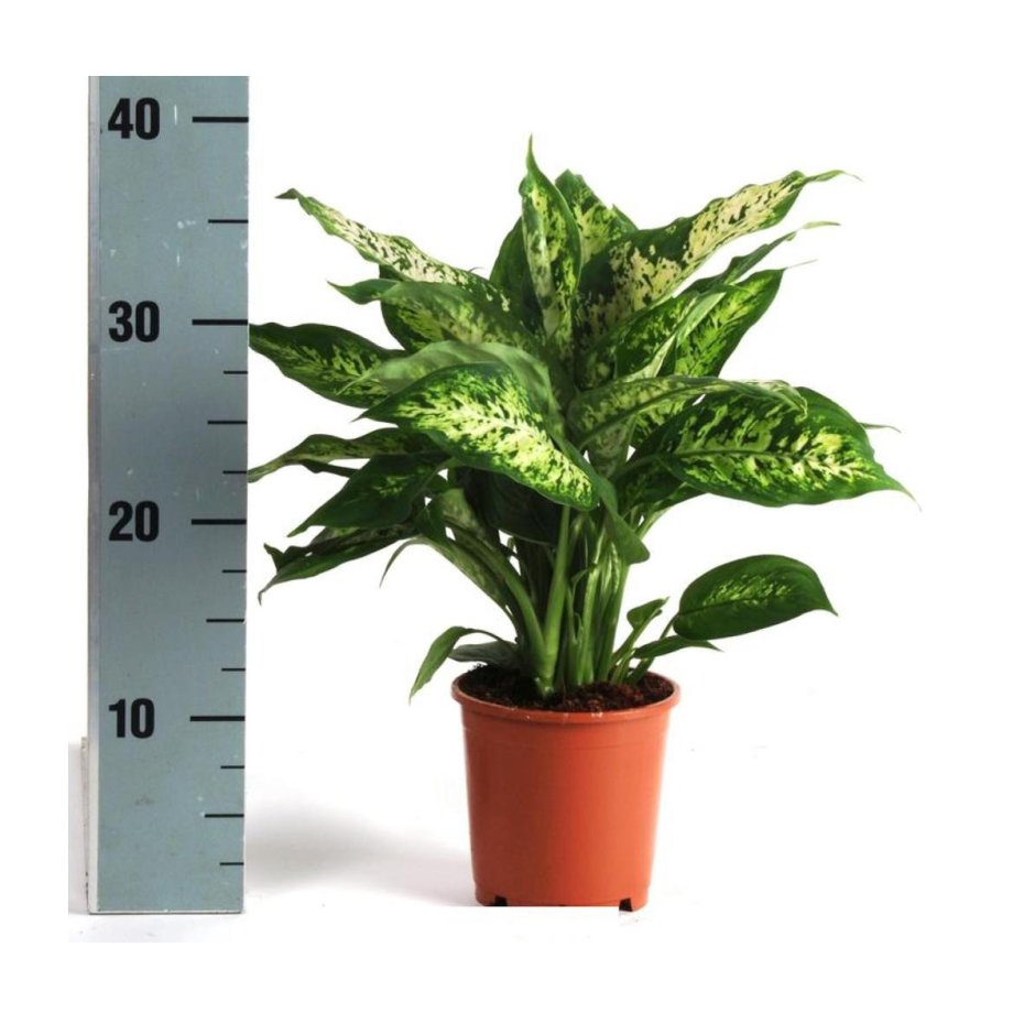 Диффенбахия компакта Dieffenbachia compacta
