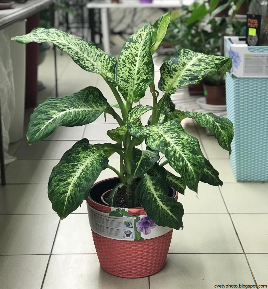 Диффенбахия dumb Cane
