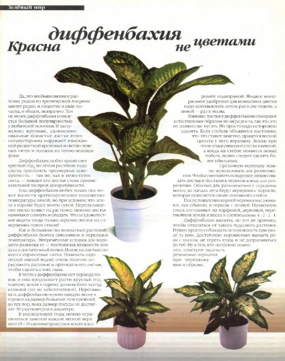 Фикус Диффенбахия