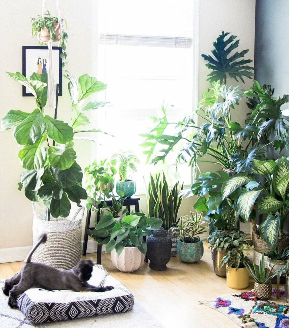 Блогер растения комнатные