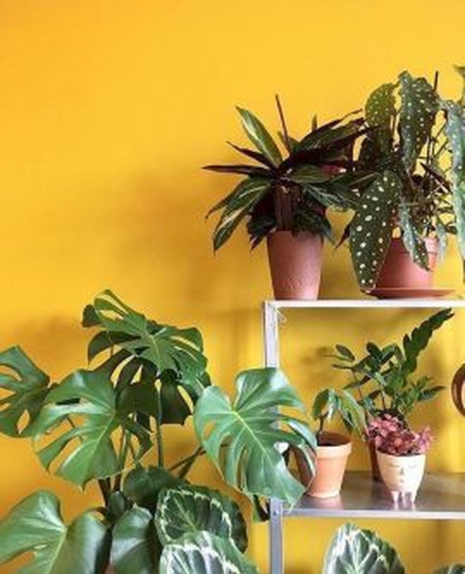 Яркие комнатные растения