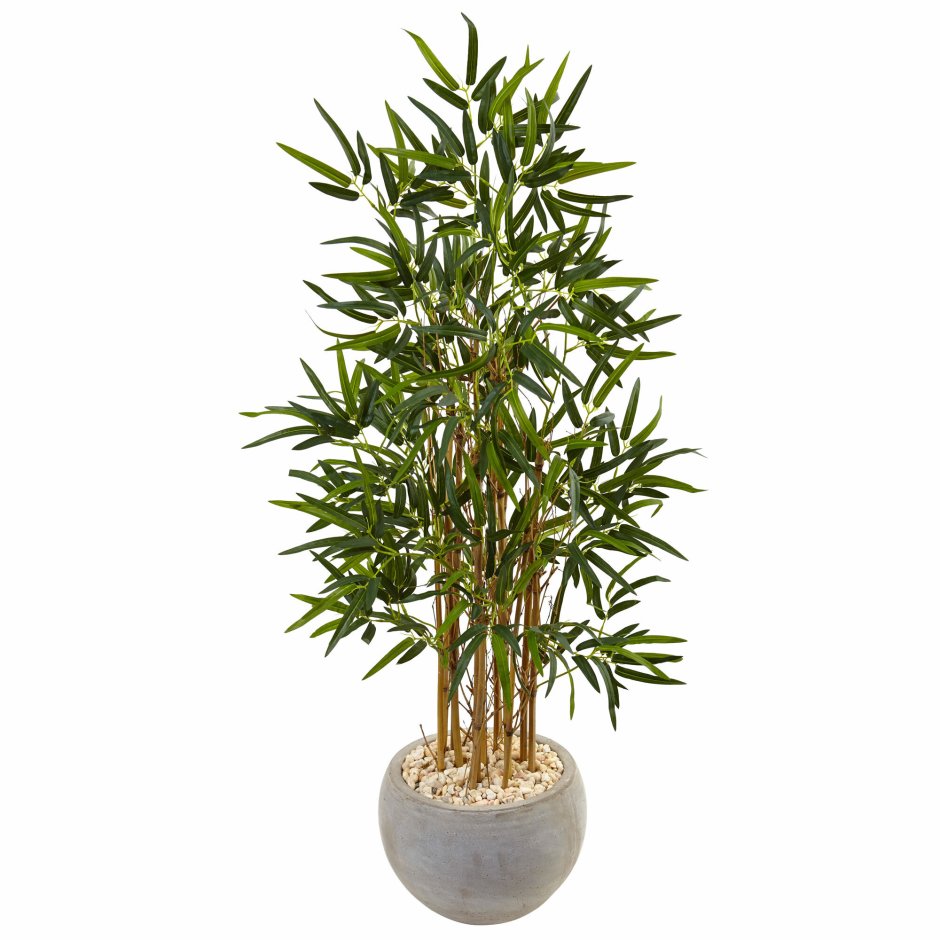 Sand Spice Tree Bamboo