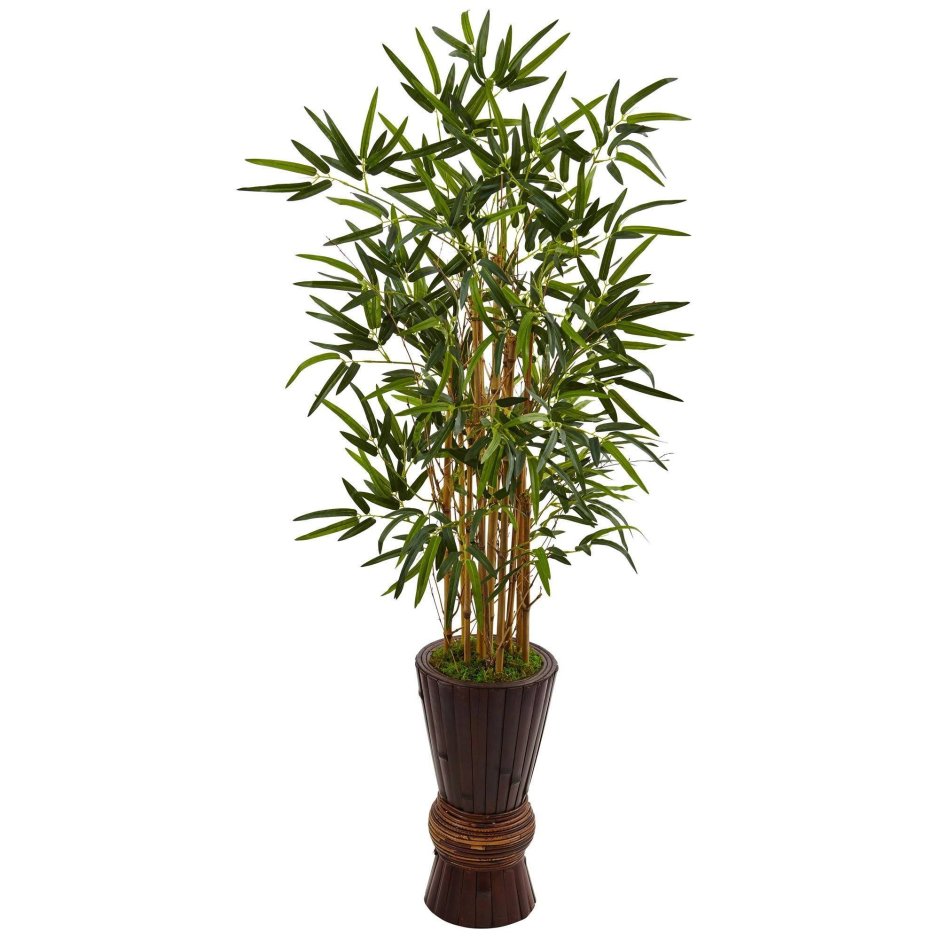 Драцена Сандера Dracaena sanderiana