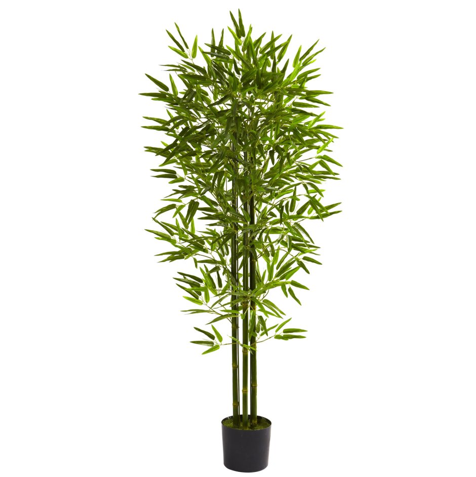 Комнатное растение на букву бамбук