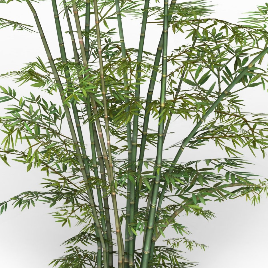 Мини бамбук