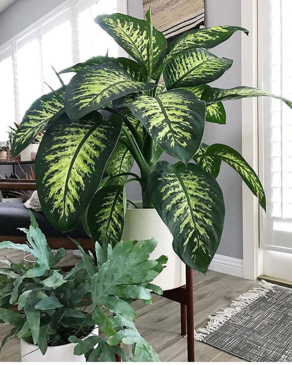 Диффенбахия Dieffenbachia Камилла