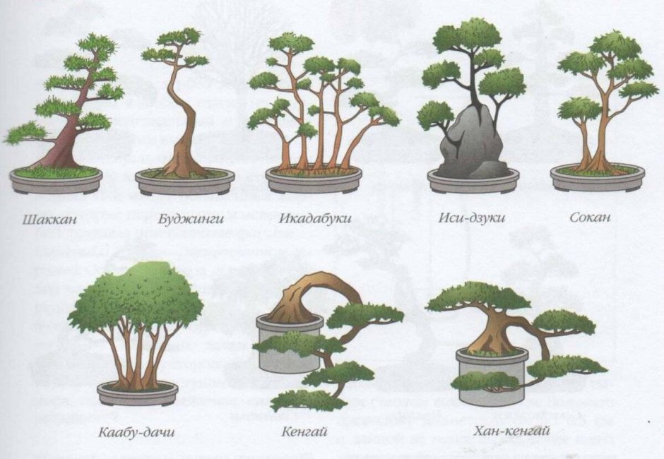 Дерево бонсай вырастить