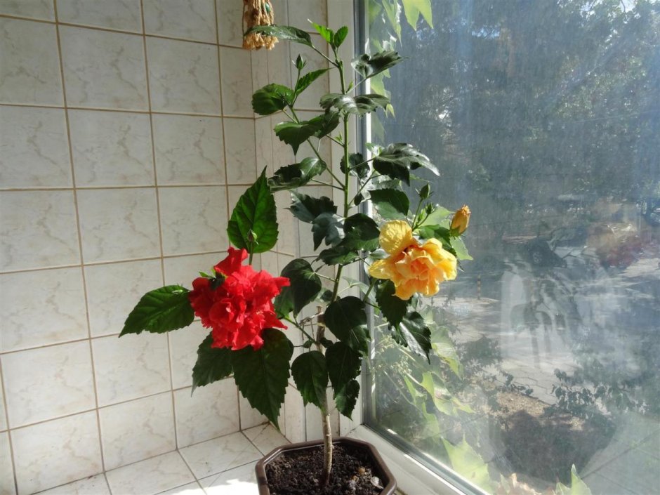 Гибискус роза дерево