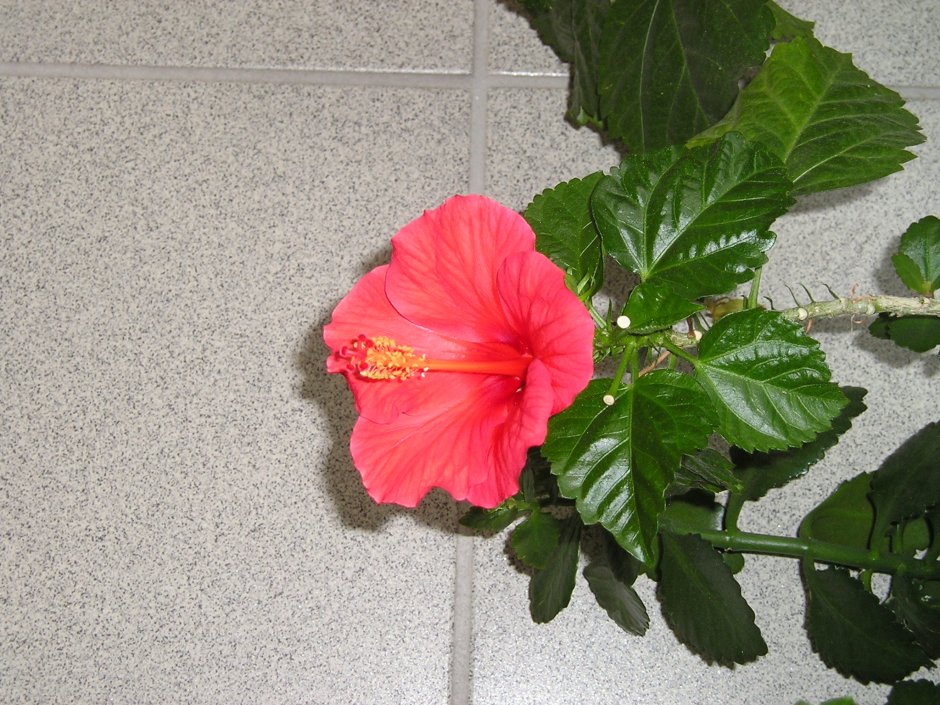 Гибискус комнатный цветок фото приметы
