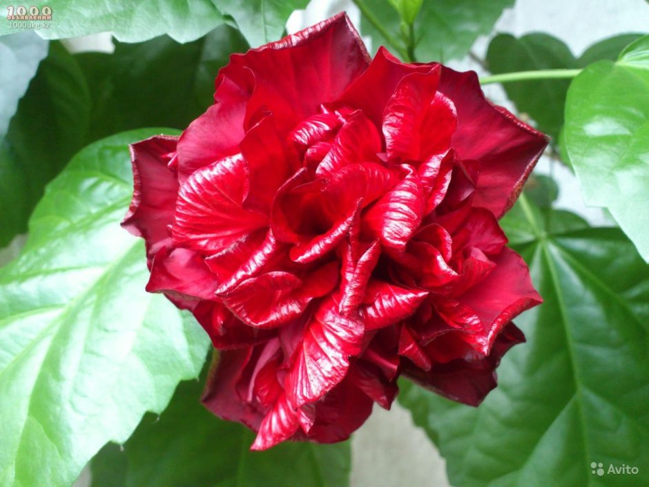 Гибискус чайная роза