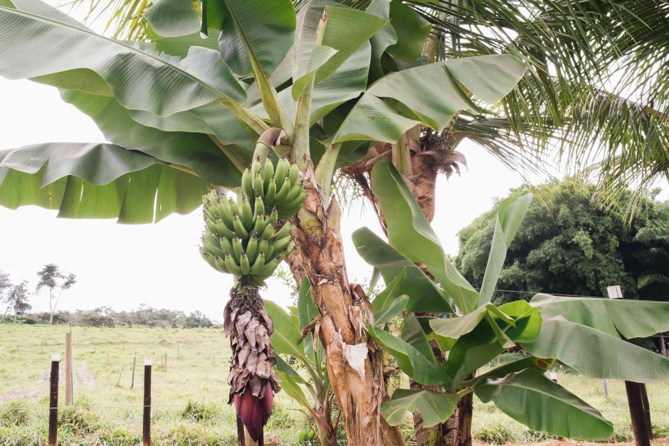 Банановое дерево