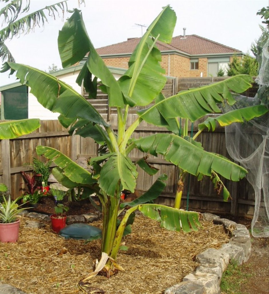 Банановая Пальма вектор