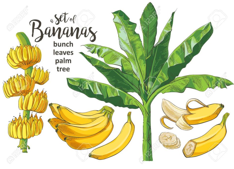 Банан Dwarf Cavendish