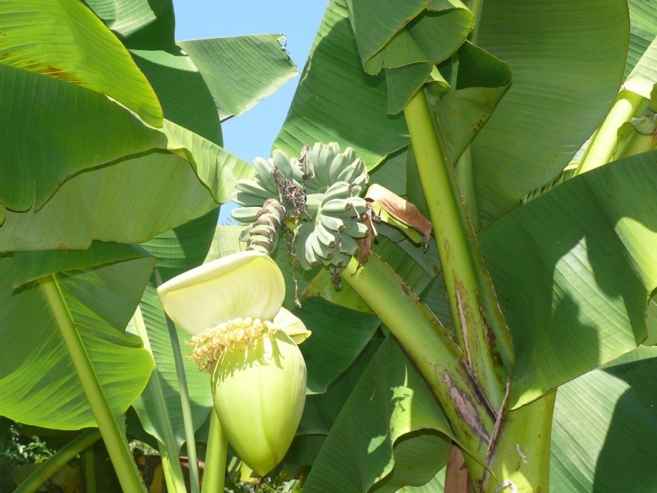 Карликовое банановое дерево