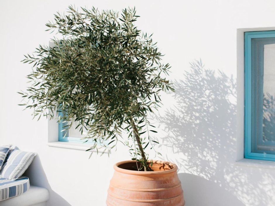 Карликовое оливковое дерево