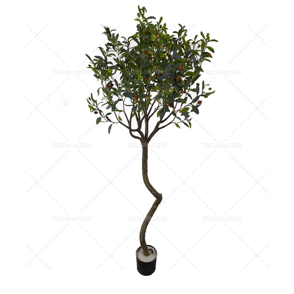 Оливковое дерево декоративное