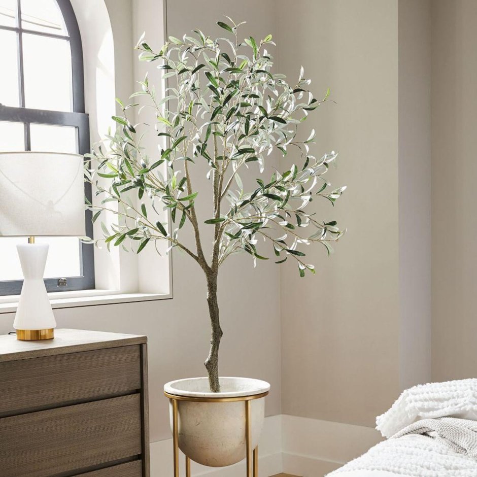 Олива дерево комнатное