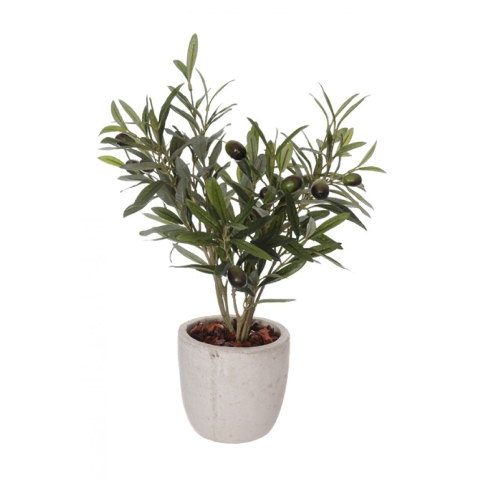 Olive Tree Decorate