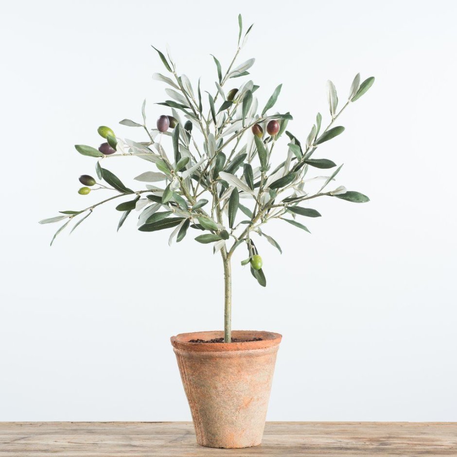B537-FGR оливковое дерево