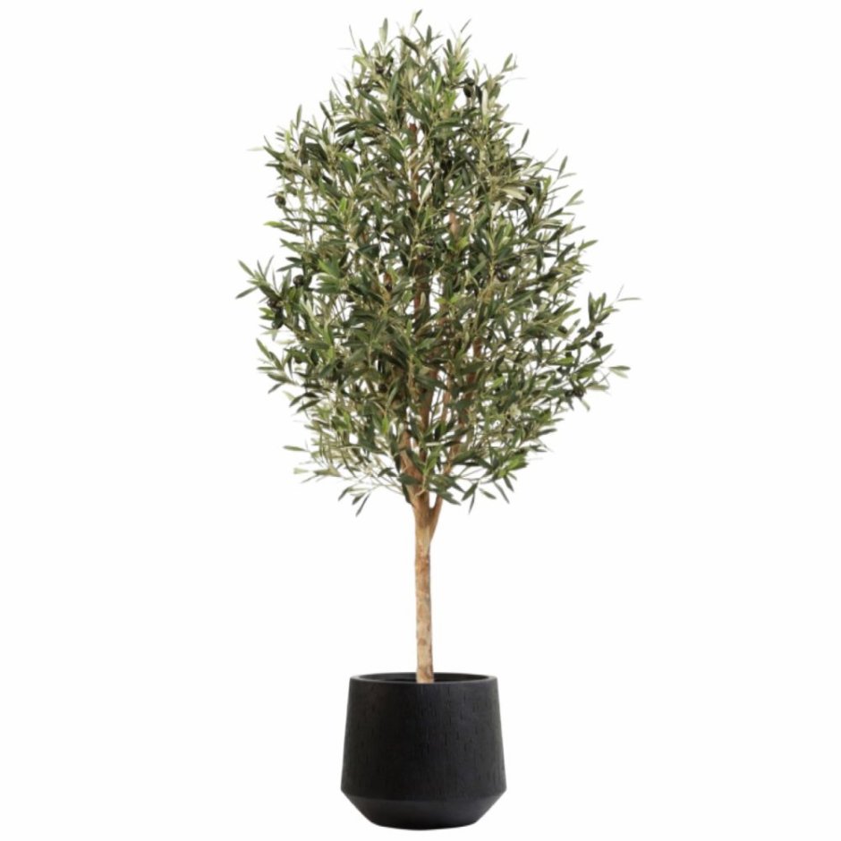 Olea europaea цветок