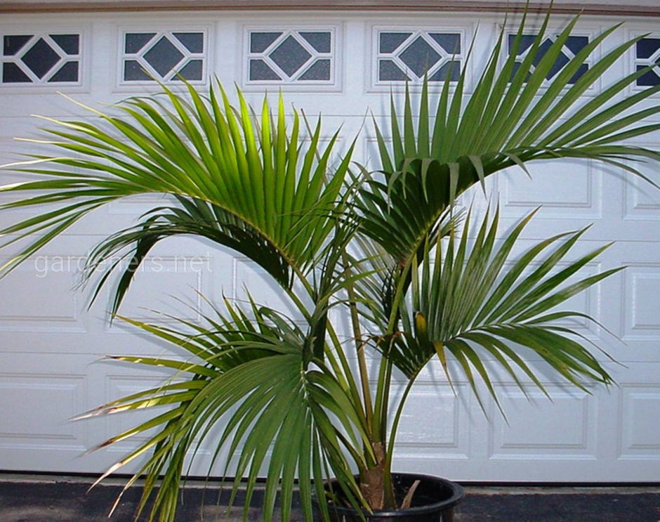 Kentia Palm растение