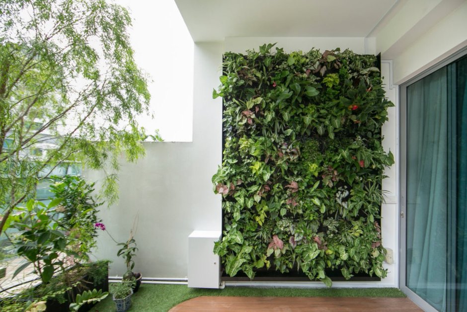 Свисающие растения для зеленой стены